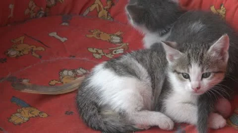 Playful kittens and curious Vídeos de archivo 11703563
