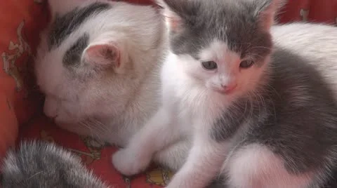 Playful kittens and curious Vídeo Stock 11703587
