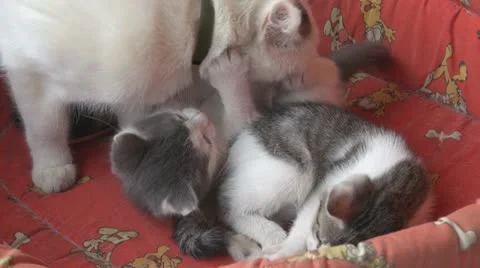 Playful kittens and curious Stock Footage 11703715