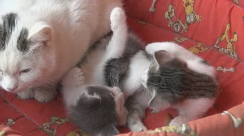 Playful kittens and curious 스톡 동영상 11703743