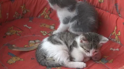 Playful kittens and curious Vídeo Stock 11703745