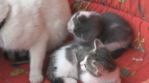 Playful kittens and curious 스톡 동영상 11703777