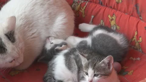 Playful kittens and curious Stock Footage