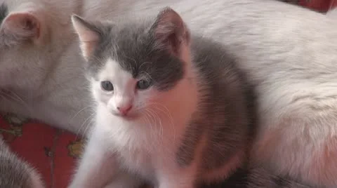 Playful kittens and curious Stock Footage
