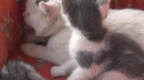Playful kittens and curious Vídeo Stock 11703816