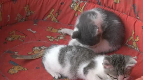 Playful kittens and curious Stock Footage