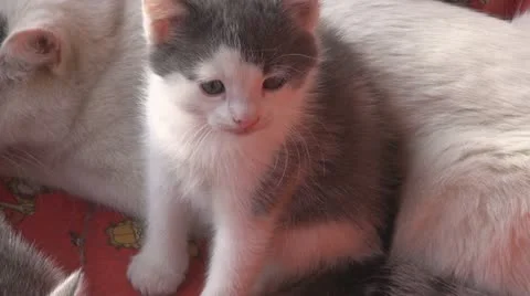 Playful kittens and curious Видео 11704012