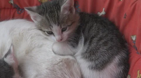 Playful kittens and curious Видео 11704155