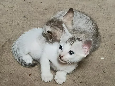 Playful Kittens Cute Kitten Pair Two Domestic Kittens Baby Cats Adorable Fe Stock Photos