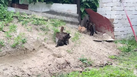 Playful kittens exploring a rusty shovel on a sand pile Stock Footage 336321232