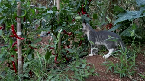 Playful Kittens Exploring a Vegetable Garden Stock-Footage 342809285