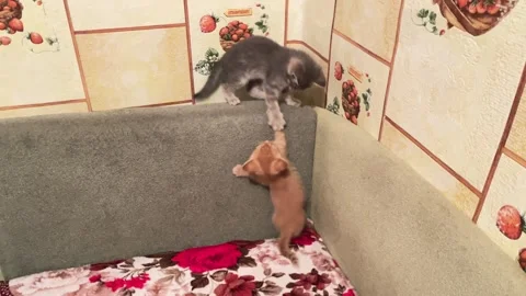 Playful Kittens Fighting and Jumping on Couch Close Up Stock Footage 336470090