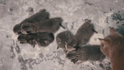 Playful Kittens: First Steps Stock Footage 293189198