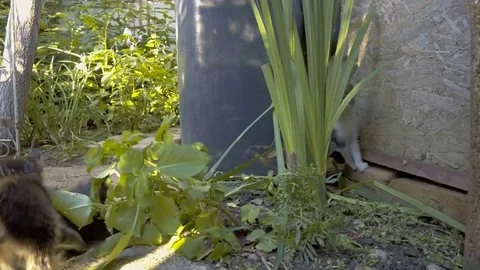 Playful kittens in the garden Stock Footage 77021950
