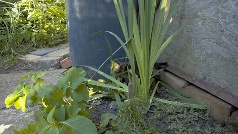 Playful kittens in the garden Stock Footage