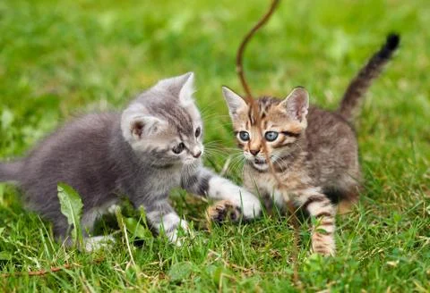 Playful kittens Stock Photos