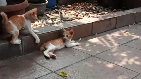 Playful kittens playing around at garden Stock Footage 275568614