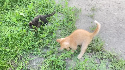 Playful Kittens Running and Playing in Green Grass Stock Footage 336464814