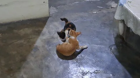 Playful Kittens Wrestling Indoor While Older Sibling Joins and Mother Cat Relaxe Stock Footage 346098395