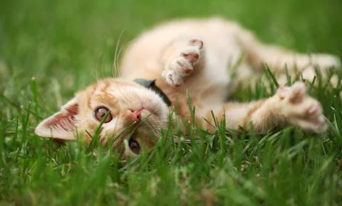 Playful kitty Stock Photos