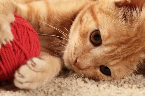 Playful kitty Stock Photos