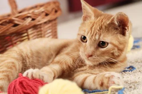 Playful kitty Stock Photos