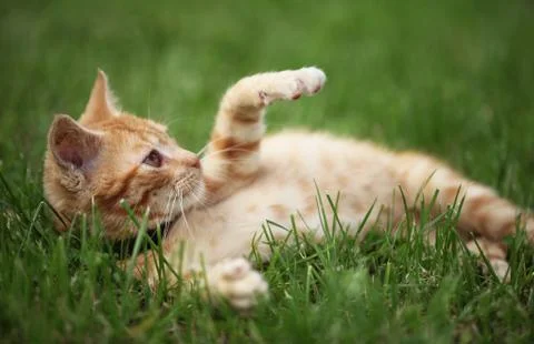 Playful kitty Stock Photos
