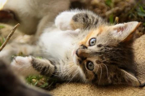 Playful Kitty Stock Photos