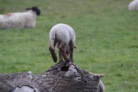 Playful lamb Stock Photos