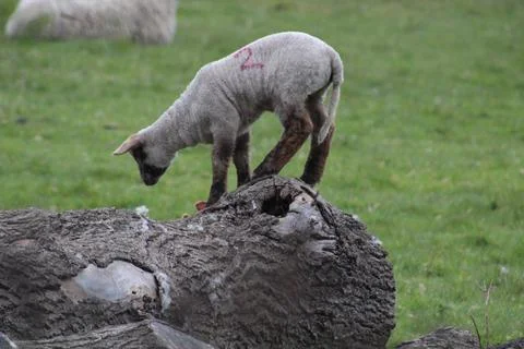 Playful lamb Stock Photos