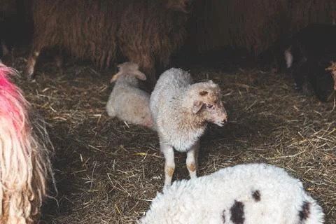 Playful lamb scratches itself while standing on straw in a barn, surrounded b Fotos Stock
