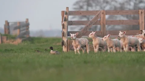 Playful Lambs Jumping and Running on a Green Farm Field Near a Wooden Fence 库存影片 331109060