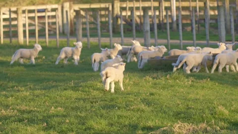 Playful lambs running and chasing one another Stock-Footage 249257596