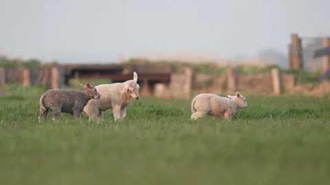 Playful Lambs Running and Jumping in a Sunny Green Spring Pasture Vídeos de archivo 331109293