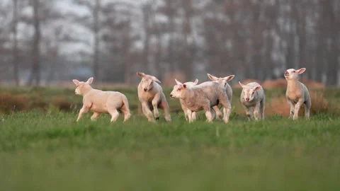 Playful Lambs Running and Jumping in a Green Spring Meadow Vídeos de archivo 331109347