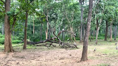 Playful Langur Herd Jumping Through Kabini Forest Stock Footage 312121765