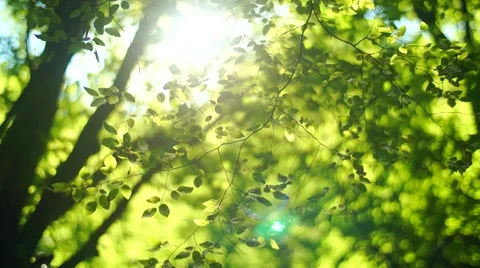 Playful light Stock Footage 43703220
