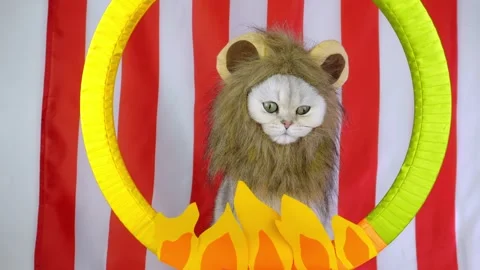 Playful lionmane cat leaps through fiery hoop in colorful circus performance Stock Footage 311332608