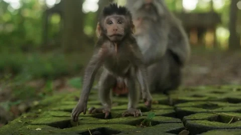 Playful macaque monkey raising arms in forest Stock Footage 340847192