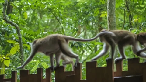 Playful macaque monkeys walking across wooden fence in tropical jungle Stock Footage 345545294