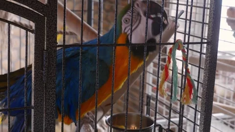 Playful Macaw Parrot Inside a Cage Video stock 332449792