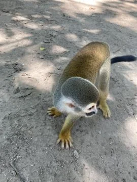 Playful Monkey by the Amazon River Stock Photos