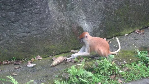 Playful monkey attacking a plant, natural habitat. Video stock 153404809