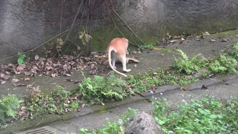 Playful monkey attacking a plant, natural habitat. Video stock 153404964