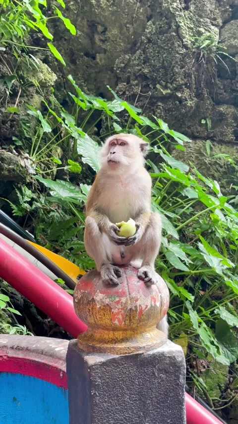 A playful monkey perches on a stone in a vibrant green forest Stock Footage 314069746