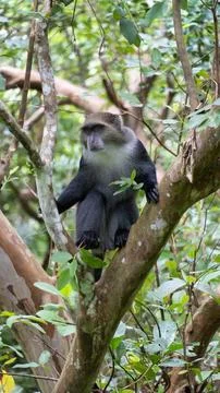 A Playful Monkey Sitting Joyfully on a Tree Branch in a Lush and Green Vibrant Stock Photos