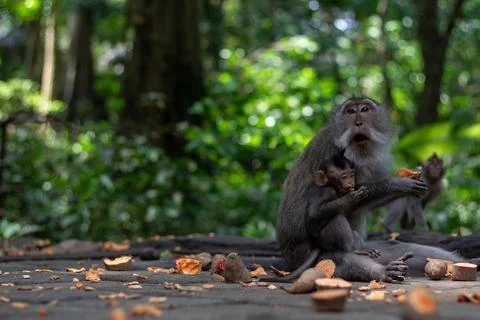 Playful Monkeys Engaging in Affectionate Interactions Within a Lush Jungle Stock Photos