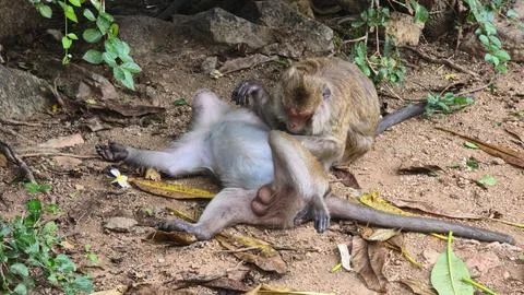 Playful monkeys joyfully interacting with each other in their natural Stock Photos