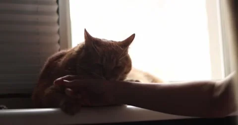 Playful orange cat interacts with human hand near window blinds Stock Footage 339069058