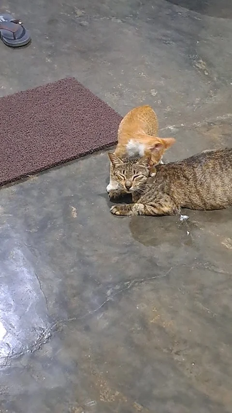 Playful Orange Kitten Affectionately Rubbing Mother Cat Then Playing With Siblin Stock Footage 346098397